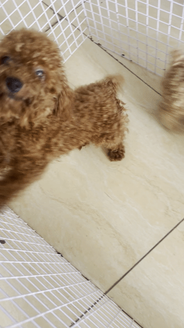 Chó Poodle Cái Nâu đỏ. Mua bán Chó tại Quận 7 Tp Hồ Chí Minh được đăng bởi Phương hình 1