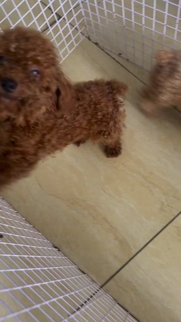 Chó Poodle Cái Nâu đỏ. Mua bán Chó tại Quận 7 Tp Hồ Chí Minh được đăng bởi Phương hình 1