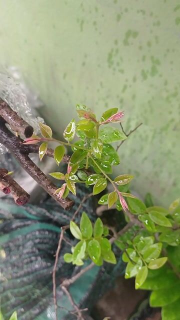 Cây muội hồng 1m Hồng, Xanh. Mua bán Cây cảnh, đồ trang trí tại Huyện Bình Chánh Tp Hồ Chí Minh được đăng bởi  Le Hoang Anh hình 1