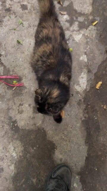 Mèo Anh lông dài cái 11 tháng. Mua bán Mèo tại Huyện Thường Tín Hà Nội được đăng bởi shop đất thường tín hình 1