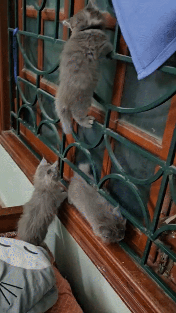 Mèo Anh lông dài Xám gần 2 tháng tuổi. Mua bán Mèo tại Quận Hai Bà Trưng Hà Nội được đăng bởi Trần Thảo Nguyên hình 1