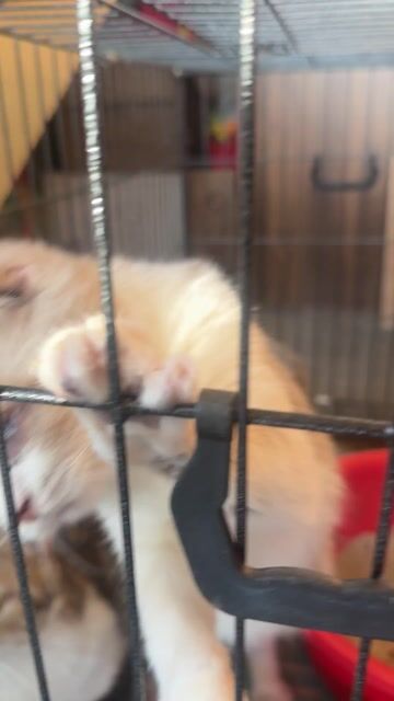 mèo chân lùn và mèo tai cụp. Mua bán Mèo tại Thành phố Bảo Lộc Lâm Đồng được đăng bởi Hehe hình 1