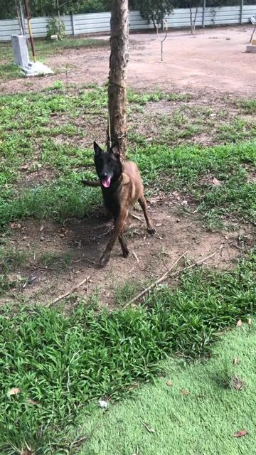 Chó Malinois cái nâu đen. Mua bán Chó tại Huyện Bình Chánh Tp Hồ Chí Minh được đăng bởi Quốc Cường hình 1