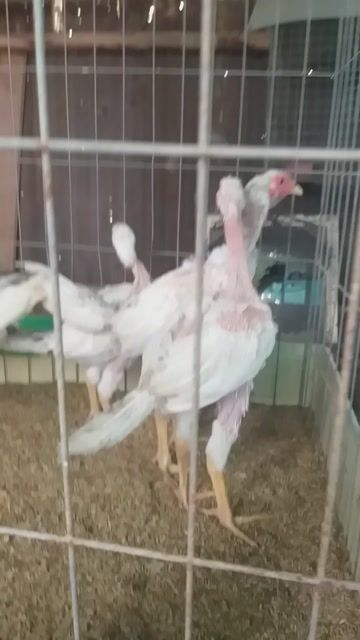 Thanh lý 2 cặp gà trống  mái lông tơ ktl. Mua bán Gà tại Huyện Nhơn Trạch Đồng Nai được đăng bởi kaka hình 1