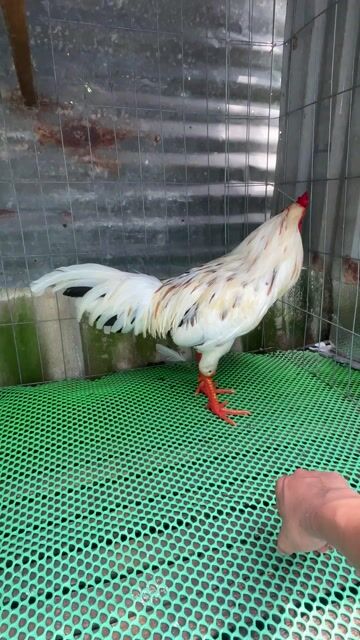 Gà chọi Trắng, vàng 2.7kg. Mua bán Gà tại Thành phố Thuận An Bình Dương được đăng bởi Phú Quý hình 1