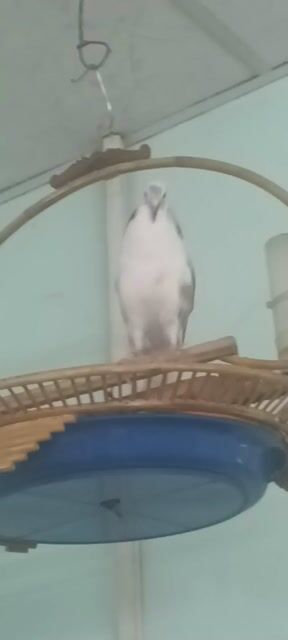 Chim cu khách bông. Mua bán Chim tại Huyện Nhà Bè Tp Hồ Chí Minh được đăng bởi A Trọng hình 1