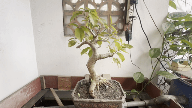 Cây túc Bonsai mini đọt đỏ. Mua bán Cây cảnh, đồ trang trí tại Huyện Hóc Môn Tp Hồ Chí Minh được đăng bởi Nguyen Binh hình 1
