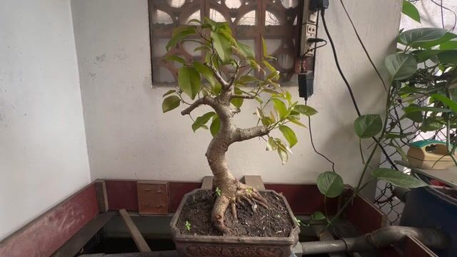 Cây túc Bonsai mini đọt đỏ. Mua bán Cây cảnh, đồ trang trí tại Huyện Hóc Môn Tp Hồ Chí Minh được đăng bởi Nguyen Binh hình 1