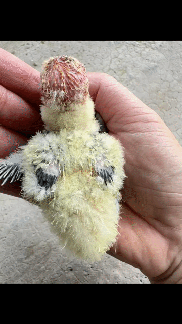 Vẹt Lovebird đầu đỏ có viền mắt non đút bột. Mua bán Chim tại Thành phố Thủ Đức Tp Hồ Chí Minh được đăng bởi Vẹt Lovebird hình 1