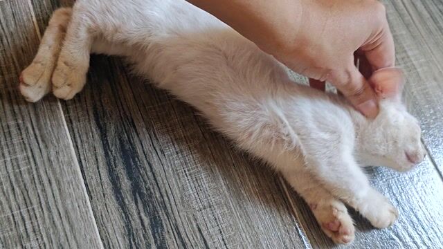 Mèo Munchkin Cái Trắng Chân ngắn 2 tháng. Mua bán Mèo tại Huyện Đức Hòa Long An được đăng bởi Nguyễn Vân Linh hình 1