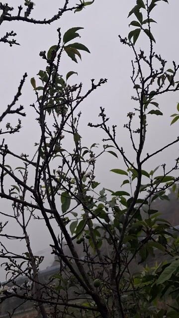 Cây cảnh Mận ta cổ. Mua bán Cây cảnh, đồ trang trí tại Huyện Thanh Liêm Hà Nam được đăng bởi Công Minh hình 1