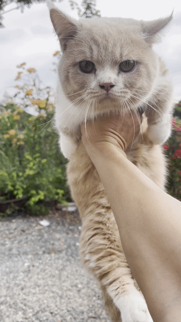 mèo  munchkin anh lông ngắn đực 1 tuổi. Mua bán Mèo tại Huyện Xuyên Mộc Bà Rịa - Vũng Tàu được đăng bởi hữu hạnh hình 1