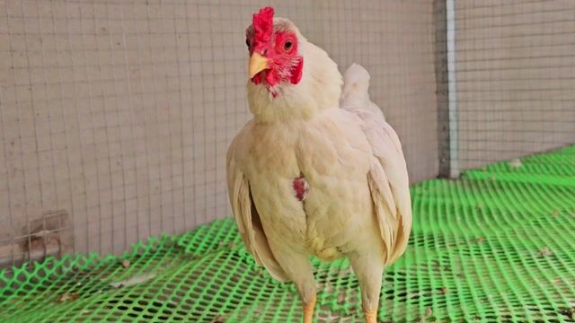 Gà Trắng 3l5. Mua bán Gà tại Huyện An Phú An Giang được đăng bởi baby hình 1