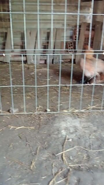 Gà mái nhiều màu. Mua bán Gà tại Huyện Hóc Môn Tp Hồ Chí Minh được đăng bởi long gà  hình 1