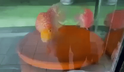 Cá cảnh La Hán Đỏ, Trắng cá con mini. Mua bán Thú cưng khác tại Quận 7 Tp Hồ Chí Minh được đăng bởi La Hán Cùi Bắp hình 1