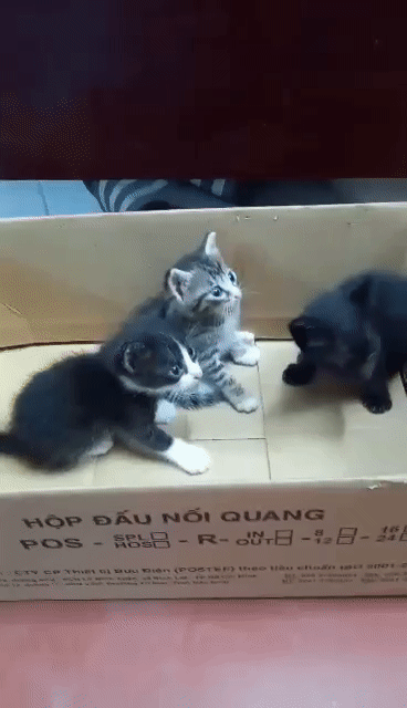 Mèo Anh lông dài lai đen 2 tháng. Mua bán Mèo tại Quận Nam Từ Liêm Hà Nội được đăng bởi A Ngoc hình 1