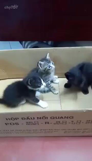 Mèo Anh lông dài lai đen 2 tháng. Mua bán Mèo tại Quận Nam Từ Liêm Hà Nội được đăng bởi A Ngoc hình 1