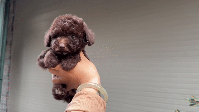 Chó poodle Cái xinh. Mua bán Chó tại Huyện Hoài Đức Hà Nội được đăng bởi Lạc Lạc  hình 1