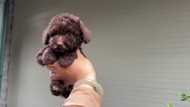 Chó poodle Cái xinh. Mua bán Chó tại Huyện Hoài Đức Hà Nội được đăng bởi Lạc Lạc  hình 1