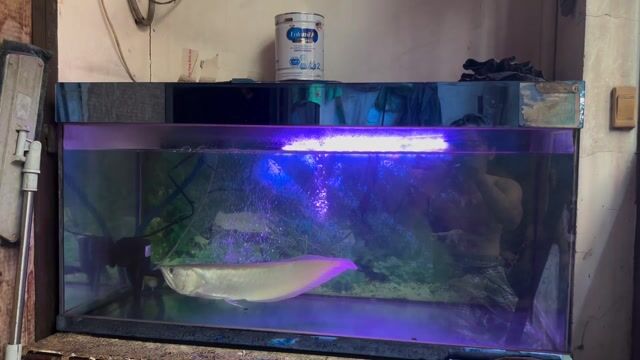 Cá ngân long. Mua bán Thú cưng khác tại Quận 6 Tp Hồ Chí Minh được đăng bởi MrMin hình 1