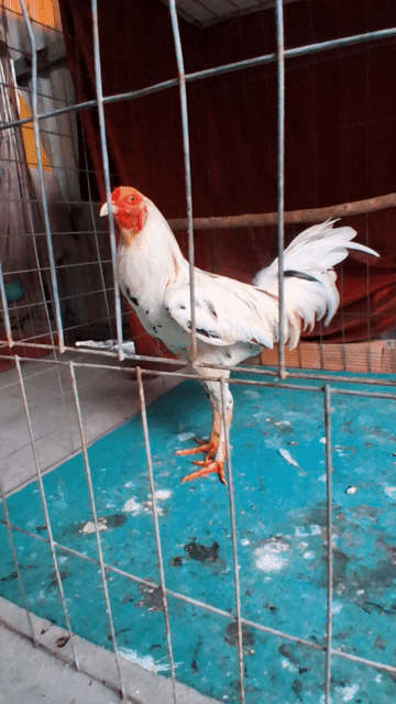 2k450. Mua bán Gà tại Quận 12 Tp Hồ Chí Minh được đăng bởi Anh Cường  hình 1