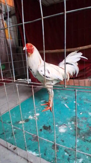2k450. Mua bán Gà tại Quận 12 Tp Hồ Chí Minh được đăng bởi Anh Cường  hình 1