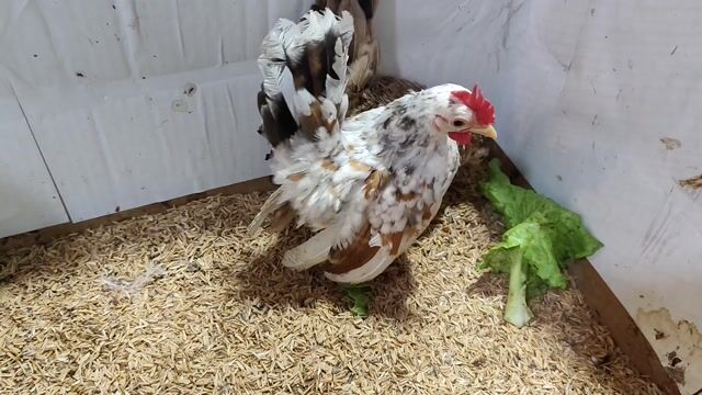 CẶP TRỐNG ĐIỀU MÁI VÀNG SERAMA. Mua bán Gà tại Quận 8 Tp Hồ Chí Minh được đăng bởi THUẬN PHÁT SERAMA hình 1