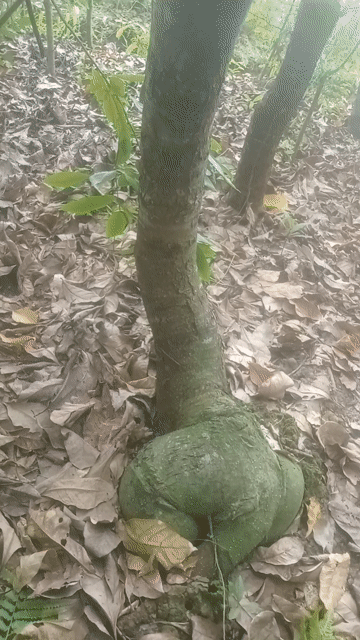 Cây cảnh Bonsai Cây lộc vừng. Mua bán Cây cảnh, đồ trang trí tại Huyện Châu Thành Đồng Tháp được đăng bởi  hiền nth hình 1