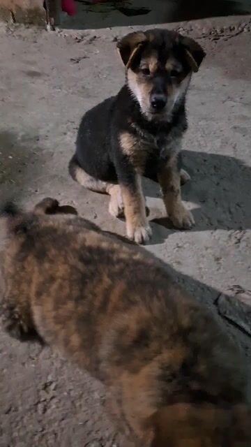 Chó xù cộc lửng 3 tháng tuổi. Mua bán Chó tại Huyện Mê Linh Hà Nội được đăng bởi Cuong Nguyen hình 1