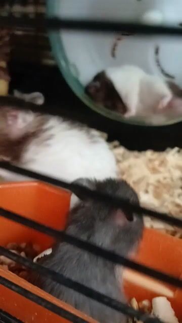 Chuột Hamster Bear đen trắng 1.5 tháng. Mua bán Thú cưng khác tại Huyện Hóc Môn Tp Hồ Chí Minh được đăng bởi Lâm hình 1