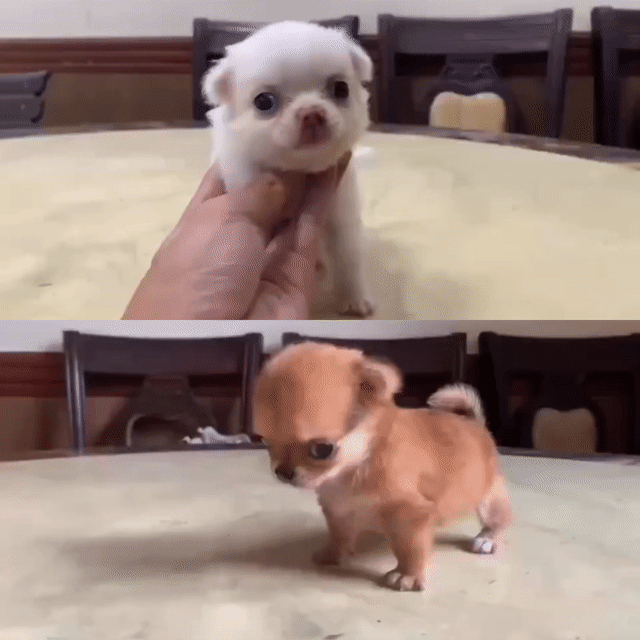 Chihuahua Thuần Chủng Lông Dài. Mua bán Chó tại Quận Tân Phú Tp Hồ Chí Minh được đăng bởi Nhất Phương hình 1