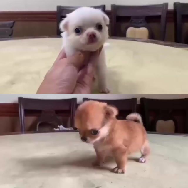 Chihuahua Thuần Chủng Lông Dài. Mua bán Chó tại Quận Tân Phú Tp Hồ Chí Minh được đăng bởi Nhất Phương hình 1