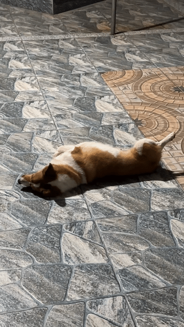 Chó Corgi đã triệt sản 3 tuổi. Mua bán Chó tại Huyện Thạch Hà Hà Tĩnh được đăng bởi Huyền hình 1