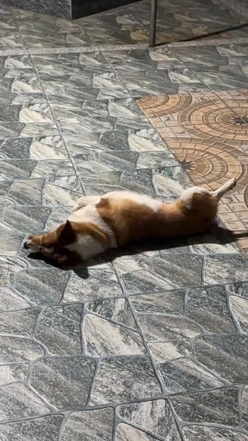 Chó Corgi đã triệt sản 3 tuổi. Mua bán Chó tại Huyện Thạch Hà Hà Tĩnh được đăng bởi Huyền hình 1