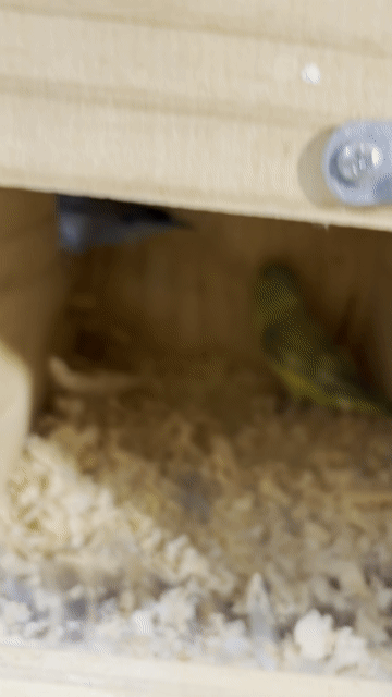 Vẹt  Parrotlet Xanh lá, Xanh dương sinh sản. Mua bán Chim tại Quận Gò Vấp Tp Hồ Chí Minh được đăng bởi Chi Lê hình 1
