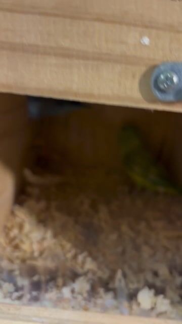 Vẹt  Parrotlet Xanh lá, Xanh dương sinh sản. Mua bán Chim tại Quận Gò Vấp Tp Hồ Chí Minh được đăng bởi Chi Lê hình 1