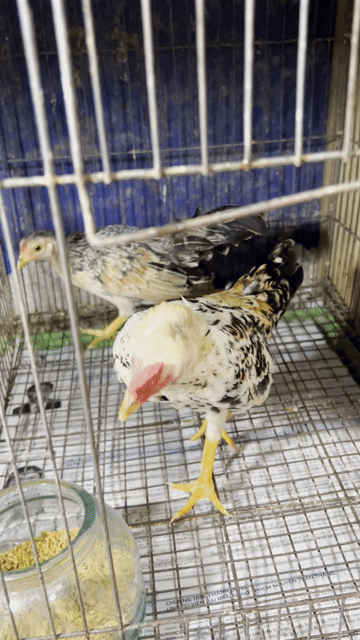 Gà tre trống Bắc 5 tháng làm cảnh. Mua bán Gà tại Quận 6 Tp Hồ Chí Minh được đăng bởi Dan choi ga kieng hình 1