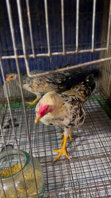 Gà tre trống Bắc 5 tháng làm cảnh. Mua bán Gà tại Quận 6 Tp Hồ Chí Minh được đăng bởi Dan choi ga kieng hình 1