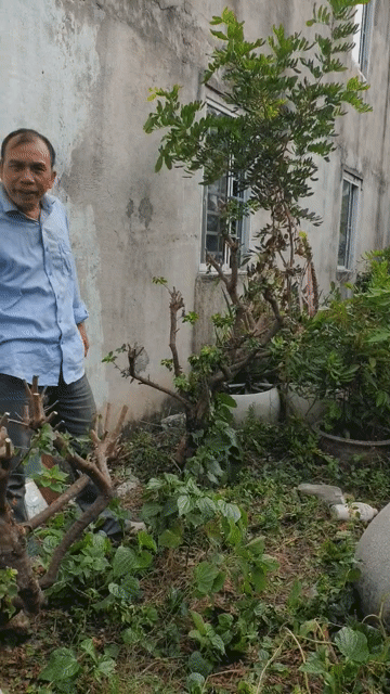 Cây cảnh gỗ tự nhiên. Mua bán Cây cảnh, đồ trang trí tại Thị xã Bến Cát Bình Dương được đăng bởi Vũ Quốc Sử hình 1