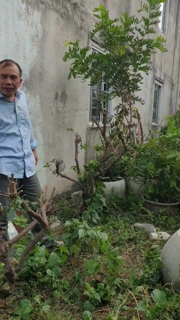Cây cảnh gỗ tự nhiên. Mua bán Cây cảnh, đồ trang trí tại Thị xã Bến Cát Bình Dương được đăng bởi Vũ Quốc Sử hình 1