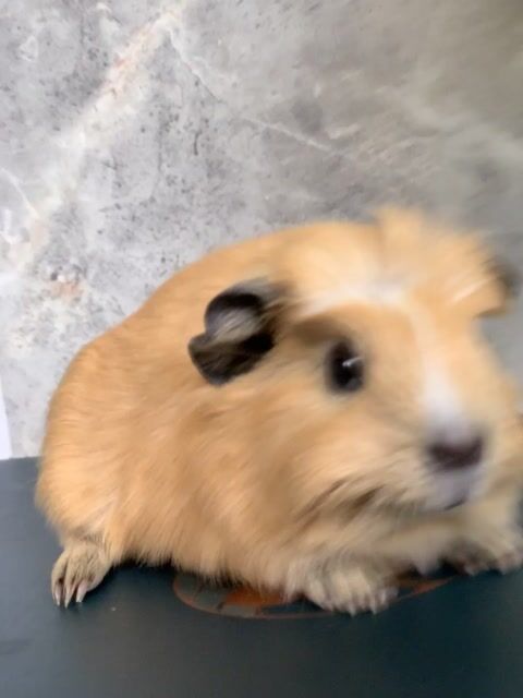 Crested Cali đực 350k. Mua bán Thú cưng khác tại Thành phố Thủ Đức Tp Hồ Chí Minh được đăng bởi Shop Bọ Ú Văn Đang hình 1