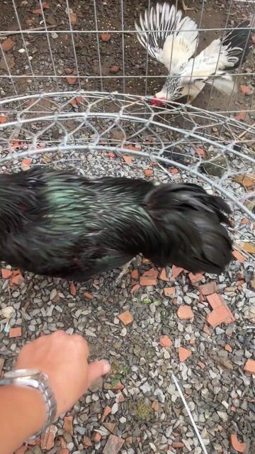 ô 3kg zin chưa qua cựa. 3 móng đen 1 móng trắng. Mua bán Gà tại Thành phố Thủ Đức Tp Hồ Chí Minh được đăng bởi Hậu hình 1