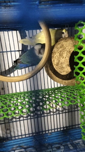 Chim Lovebird Xanh Trắng Vàng. Mua bán Chim tại Thành phố Dĩ An Bình Dương được đăng bởi Trân Thanh Tâm hình 1