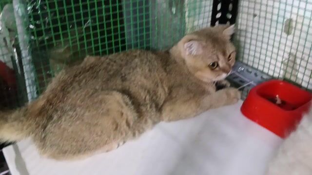 Mèo Golden cái 8 tháng màu golden. Mua bán Mèo tại Quận 12 Tp Hồ Chí Minh được đăng bởi Xoanguyen hình 1