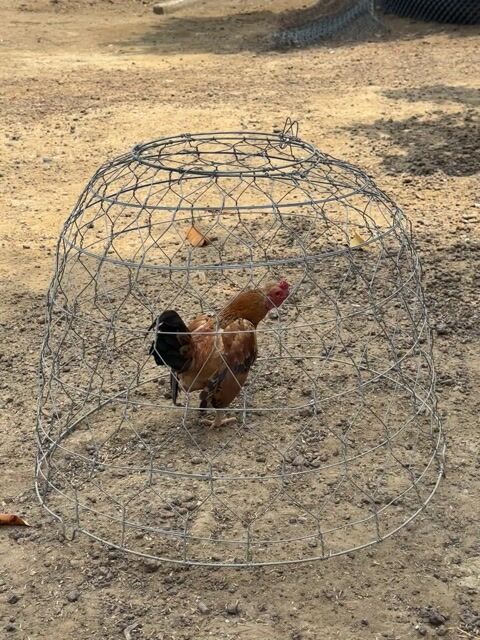 Gà Tre Bắc Nâu đỏ Đực. Mua bán Gà tại Huyện Đồng Phú Bình Phước được đăng bởi Thanhhh Duy hình 1