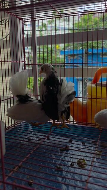 Gà Serama cả hai hơn 2 tháng. Mua bán Gà tại Thành phố Thủ Đức Tp Hồ Chí Minh được đăng bởi Mr V hình 1