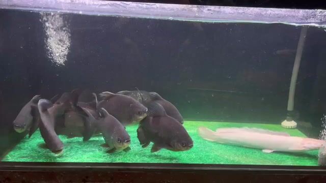 Cá Pacu 5-6 ngón, thành cát tư hãn semi short. Mua bán Thú cưng khác tại Quận Tân Bình Tp Hồ Chí Minh được đăng bởi Vinci hình 1