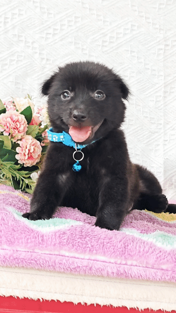 Trai Nhật F xinh xắn chào sen yêu ạ. Mua bán Chó tại Huyện Hóc Môn Tp Hồ Chí Minh được đăng bởi Smile Pet hình 1