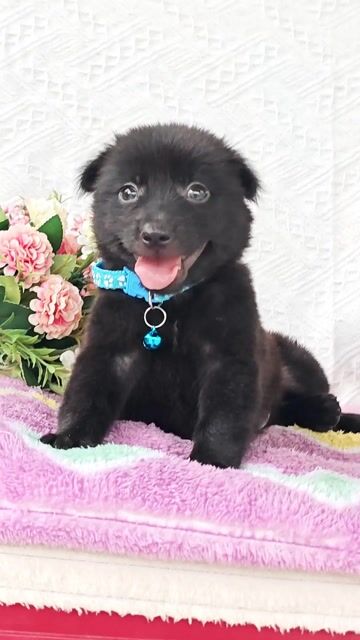 Trai Nhật F xinh xắn chào sen yêu ạ. Mua bán Chó tại Huyện Hóc Môn Tp Hồ Chí Minh được đăng bởi Smile Pet hình 1