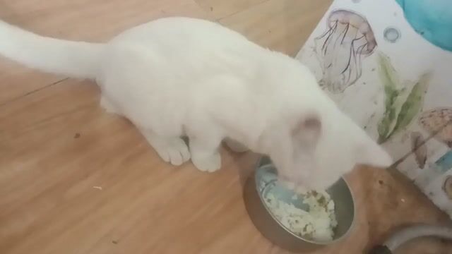 Mèo Anh lông dài Trắng mắt xanh. Mua bán Mèo tại Huyện Nhà Bè Tp Hồ Chí Minh được đăng bởi Nên Nguyễn hình 1